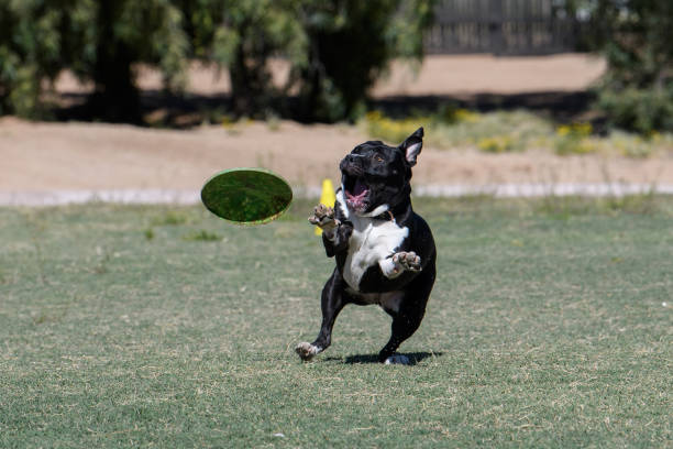istock Black dog making a face to catch a disc 1142449933