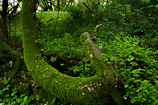 Magical moss fairy forest. Lush jungle vegetation. Deep green nature
