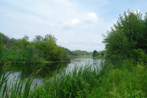 istock Summer lake near the forest with trees. 1142450039
