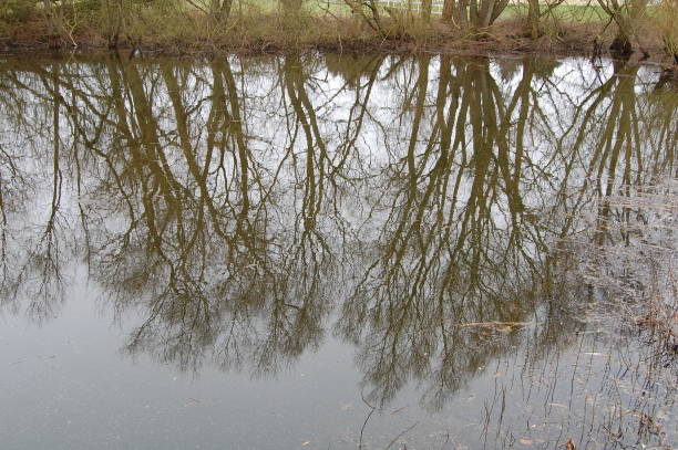 istock Bare trees reflecting in the water. 1142450058