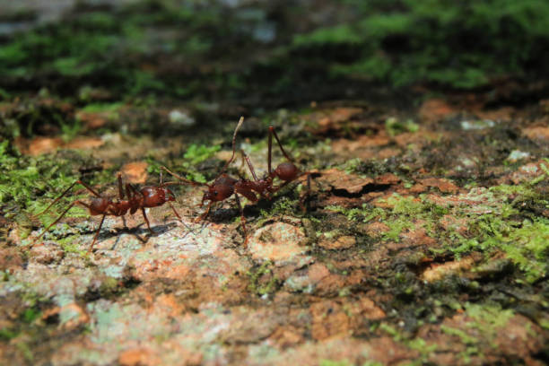istock Two soldier leaf cutter ants that are greating each other 1142450122