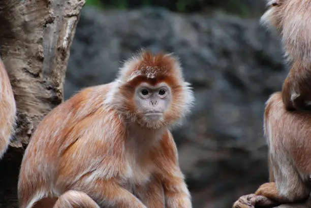 Great face of a javan latung monkey with orange fur.