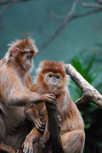Two javan langur monkeys sitting together.