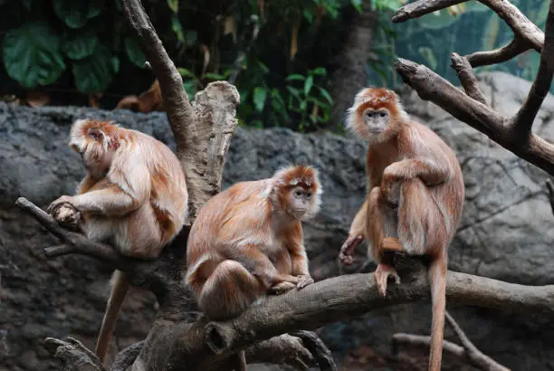 Three javan langur monkeys all hanging in a fallen tree.