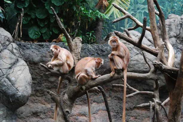 Three langur monkeys sitting in a fallen tree.