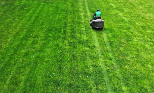 istock Gardener cuts lawn with a lawnmower 1142450725