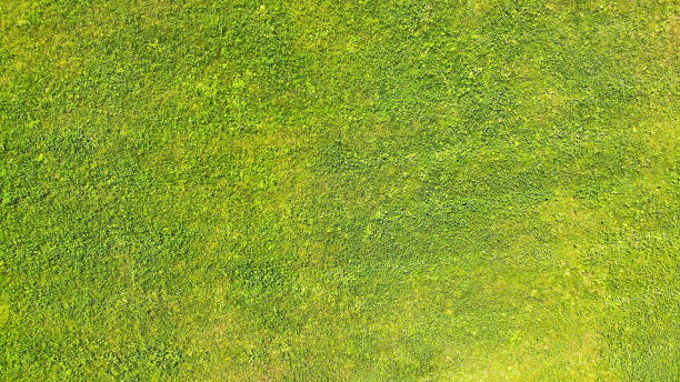 istock Aerial. Green grass lawn background texture. Top view. 1142450731