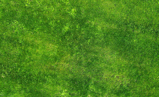 istock Aerial. Green grass lawn background texture. Top view. 1142450732