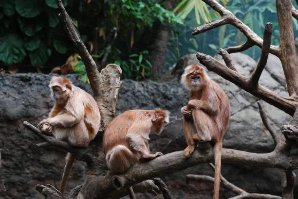 Trio of javan lutung monkeys all sitting in a tree.