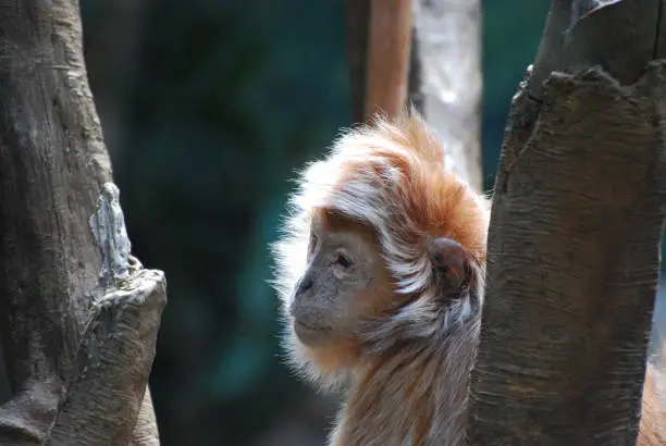 Cute profile of a javan langur monkey sitting in a tree.