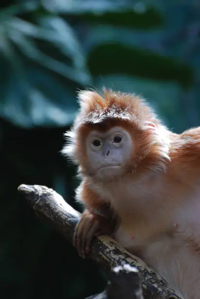 Really cute javan lutung perched on a tree branch.