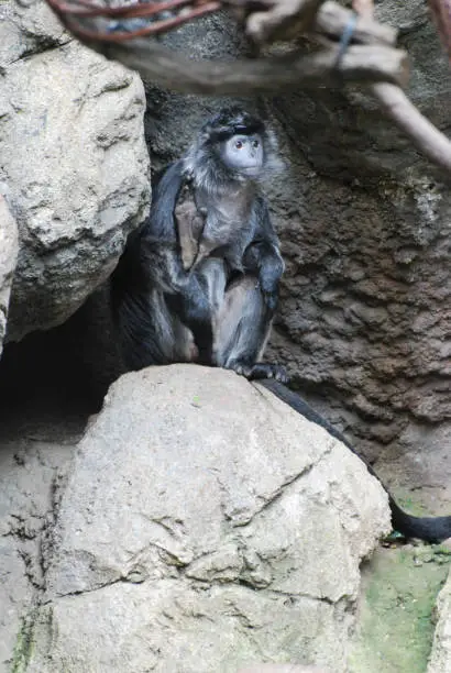 Cute ebony langur monkey balancing on a rock.