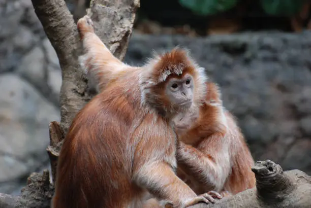 Two langur monkeys grooming each other.