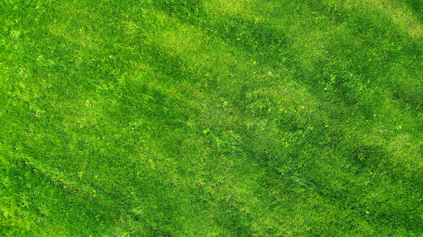 istock Aerial. Green grass lawn background texture. 1142450754
