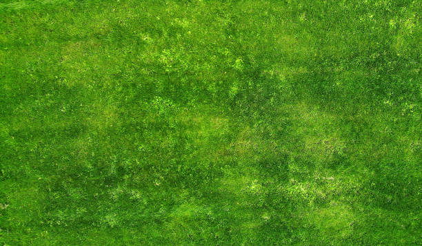 istock Aerial. Green grass texture background. View above. 1142450759