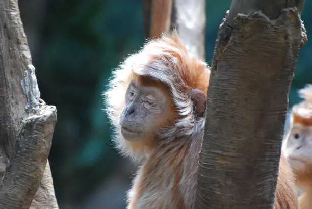Sweet javan langur monkey with his eyes closed.