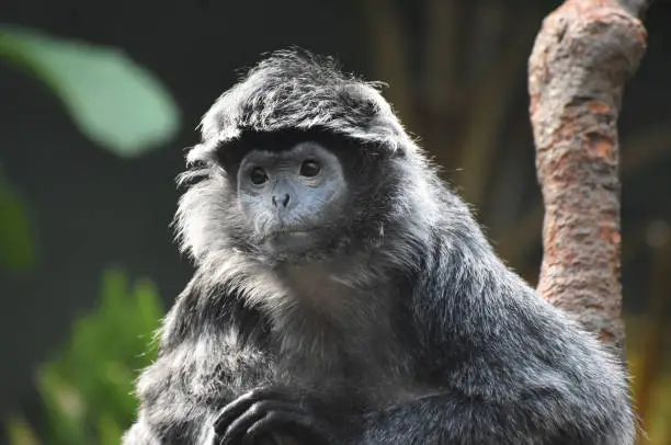 Wild ebony langur up close and personal.