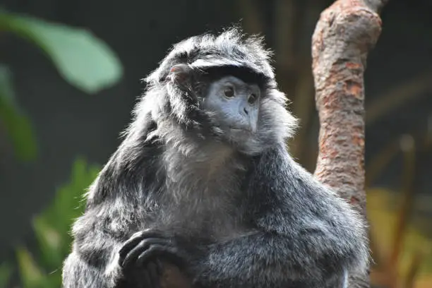 Black and gray javan langur monkey gazing down.