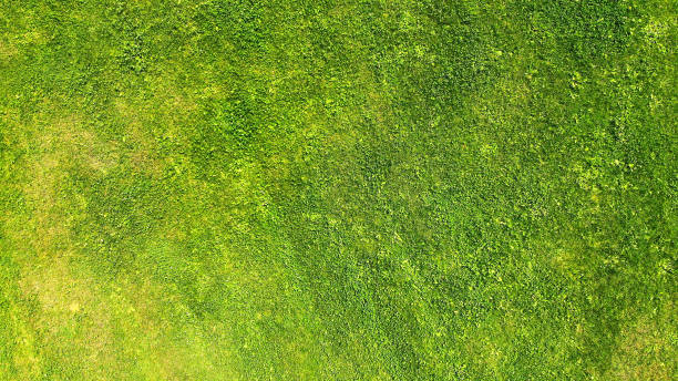 istock Aerial. Green grass lawn texture background. Top view from drone. 1142451331