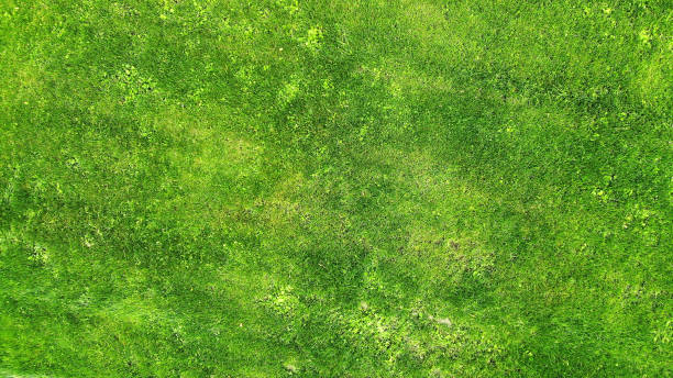 istock Aerial. Green grass lawn texture background. Top view from drone. 1142451357
