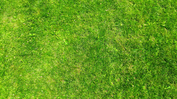 istock Aerial. Green grass lawn texture background. Top view from drone. 1142451368
