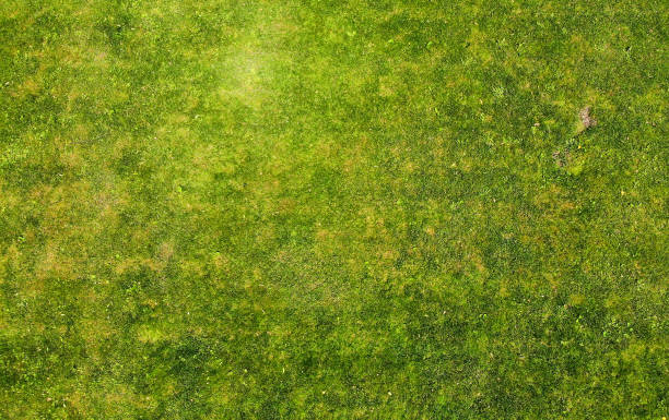 istock Aerial. Green grass lawn texture background. Top view from drone. 1142451392