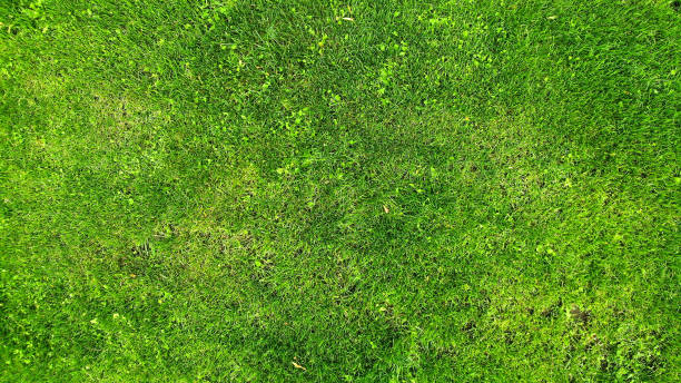istock Aerial. Green grass lawn texture background. Top view from drone. 1142451403