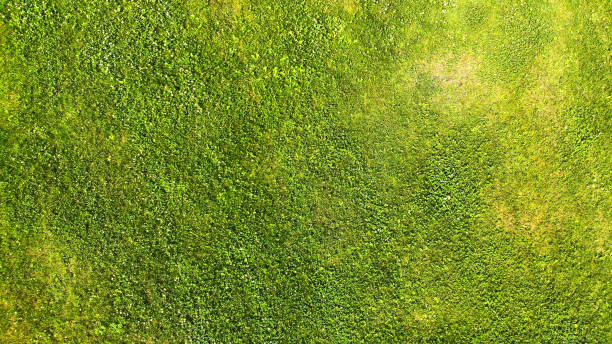 istock Aerial. Green grass lawn texture background. Top view from drone. 1142451445