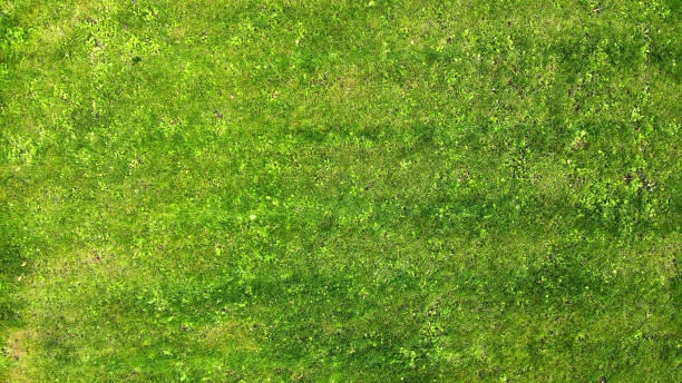 istock Aerial. Green grass lawn texture background. Top view from drone. 1142451448