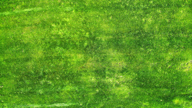 istock Aerial. Green grass lawn texture background. Top view from drone. 1142451465