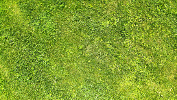 istock Aerial. Green grass lawn texture background. Top view from drone. 1142452519