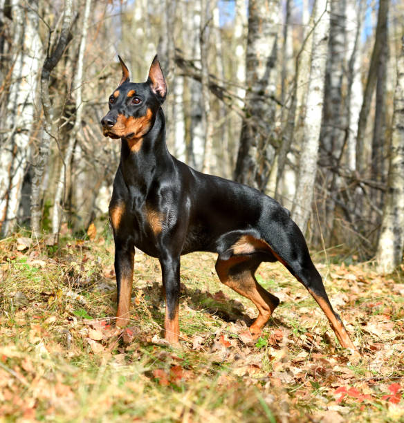 istock Tan-and-black German Pinscher 1142454787