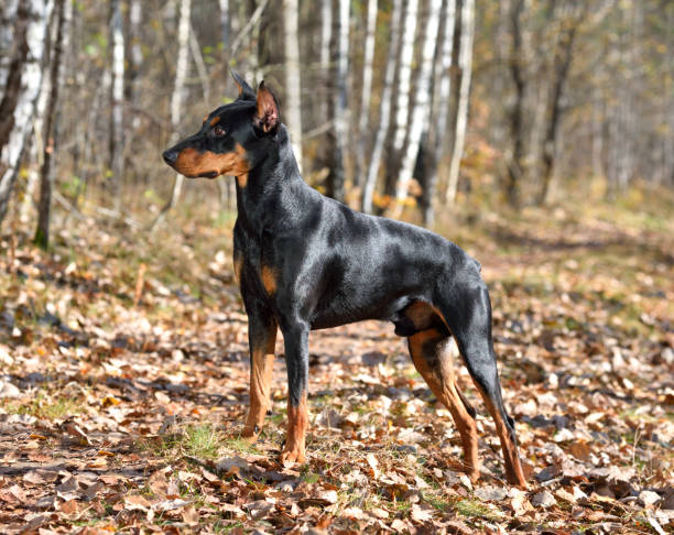 istock Tan-and-black German Pinscher 1142454859