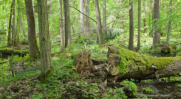 istock Late spring wetland with broken oak 114245683