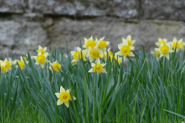 istock nice yellow narcissus in grass 1142461090