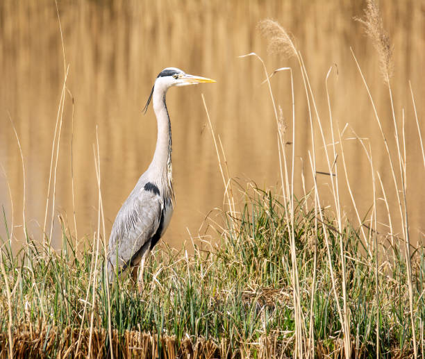istock Grey heron bird standing at the water 1142461253