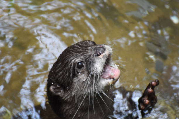 Crying river otter with his mouth open in the water.
