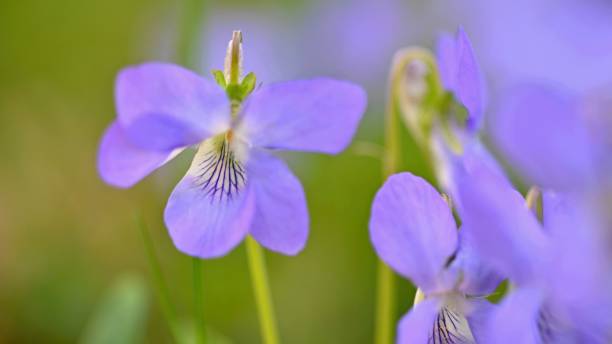 istock Beautiful spring purple flowers in the grass. First spring flowers.  (Viola odorata). 1142464106