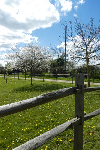 istock flowering tree in a field with a fence and dandelion 1142464120
