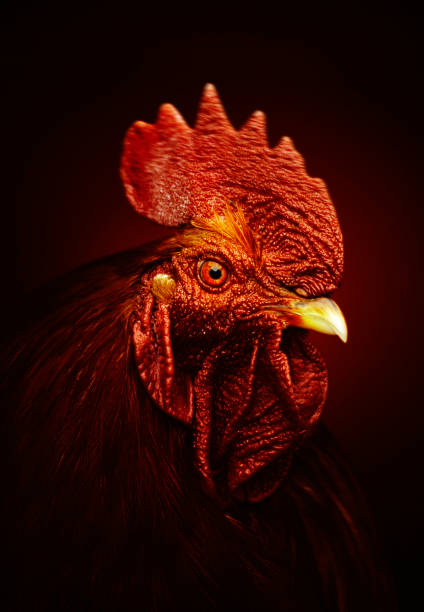 portrait of rooster on dark background