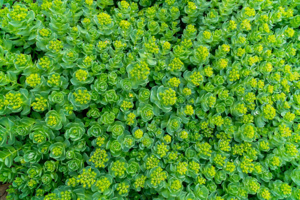 istock Green ornamental plant 1142465481