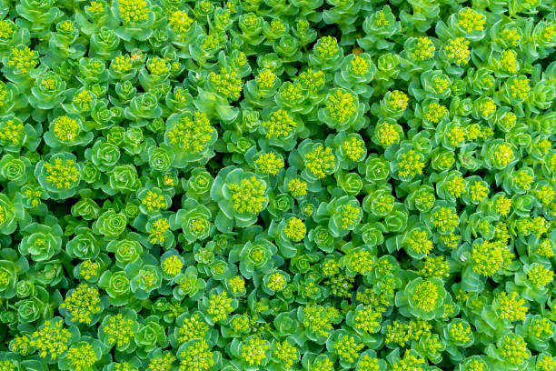istock Green ornamental plant 1142465569