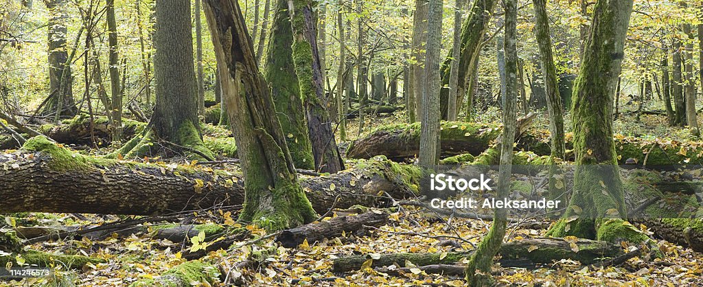 Broken trees almost decomposed in natural autumnal forest Broken trees almost decomposed in natural european forest Autumn Stock Photo