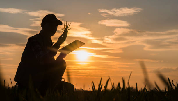 Young woman farmer studying the seedlings of a plant in a field, using a tablet Young woman farmer studying the seedlings of a plant in a field, using a tablet. agronomist photos stock pictures, royalty-free photos & images