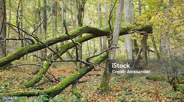 Muschio Di Quercia Filiale Situata Comodamente - Fotografie stock e altre immagini di Albero - Albero, Ambientazione esterna, Ambiente