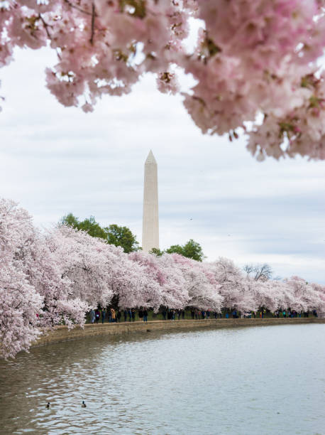 Cherry Blossom around Tidal Basin in Washington, D.C.