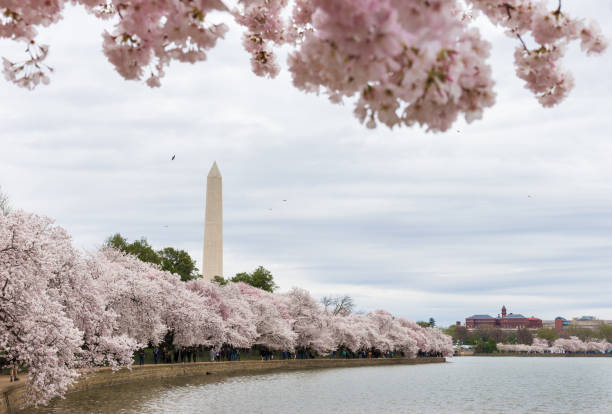 istock Washington Monument and Cherry Blossoms in Washington, D.C. 1142467616