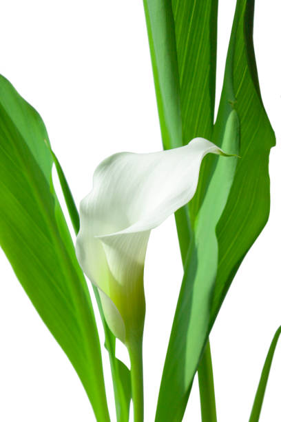 istock Flowers. Room flower. Botany. Calla lily. Botany background 1142467665