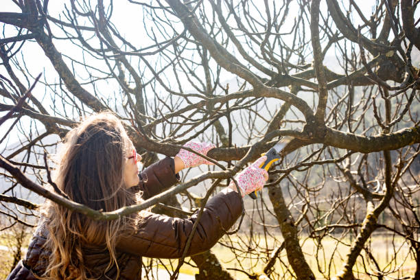 istock Mature Woman Pruning Fruit Trees 1142468557
