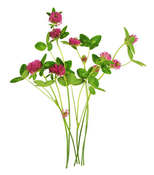 Bouquet of natural clover. White background.